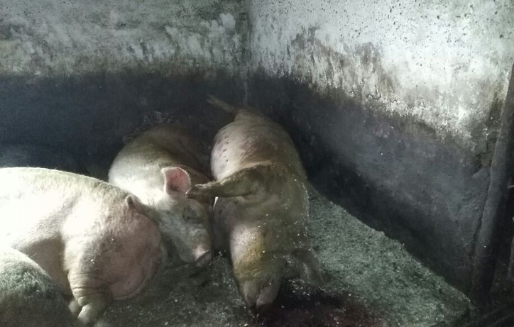 Вирус африканской чумы свиней выявили на ферме в Раменском районе
